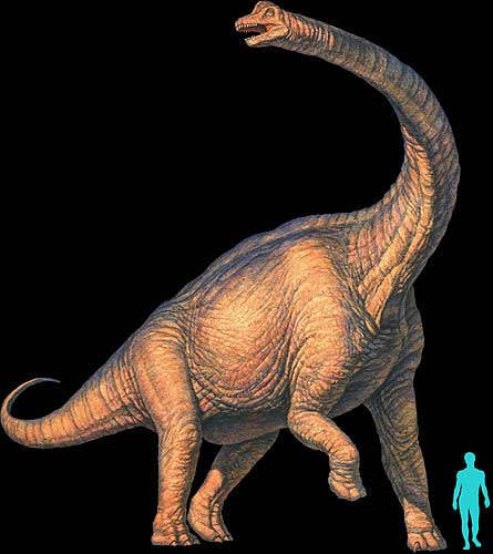 Sauropods