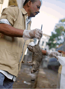 Rats for cash