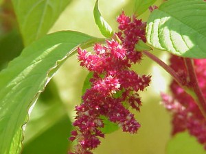 amaranthus_tricolor01 Amaranthus cadanthus